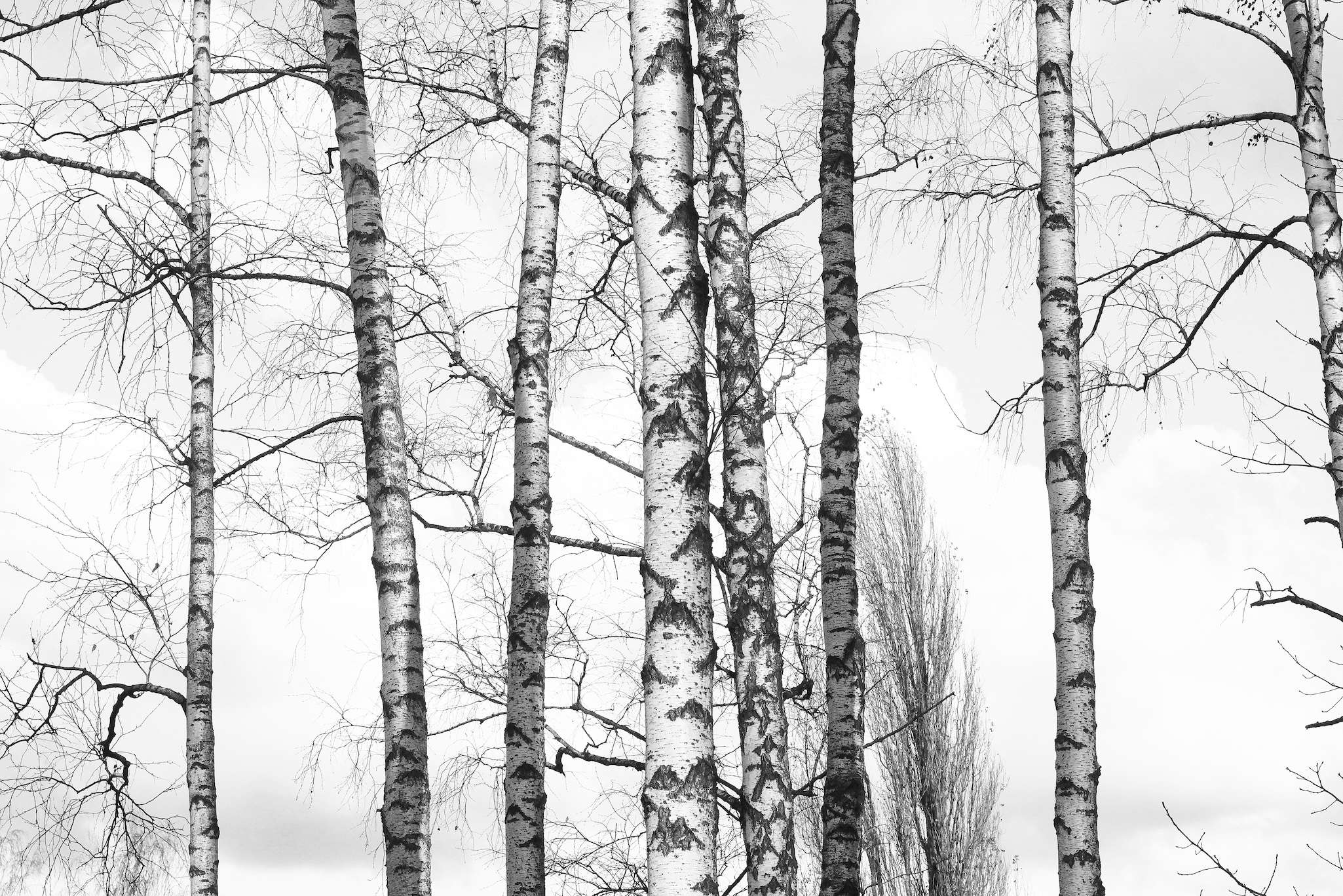 スキー・スノボに最適な雪の降る白樺林